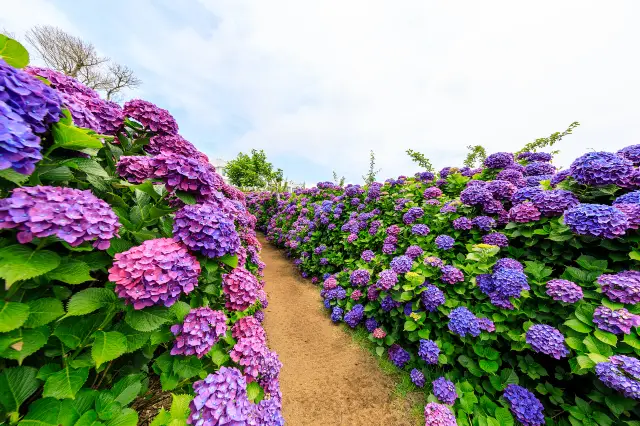 Hydrangea Viewing on Jeju Island