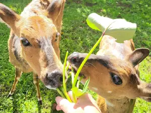 Mount Kenya Wildlife Conservancy Animal Orphanage