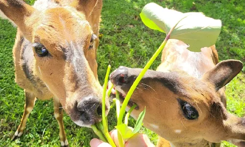 Mount Kenya Wildlife Conservancy Animal Orphanage