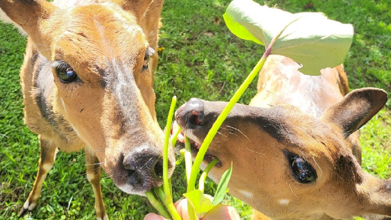 Mount Kenya Wildlife Conservancy Animal Orphanage