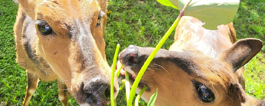 Mount Kenya Wildlife Conservancy Animal Orphanage