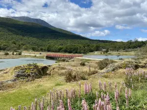 Fioriture Primaverili a Ushuaia: le opzioni più popolari