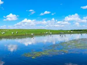 Heilongjiang Zhalong State Class Nature Reserve