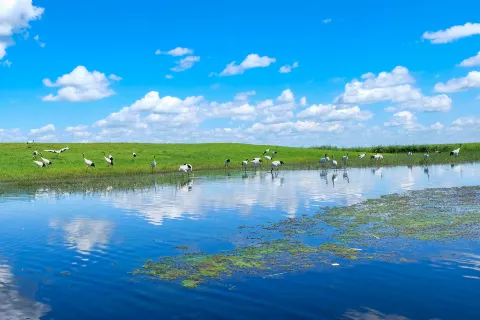 Heilongjiang Zhalong State Class Nature Reserve