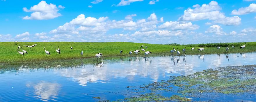 Heilongjiang Zhalong State Class Nature Reserve