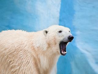 vol Krabi Novossibirsk direct