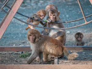 Northern Forest Zoo