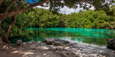 Casa Cenote灰巖坑