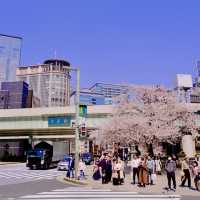 日本橋の見事な桜