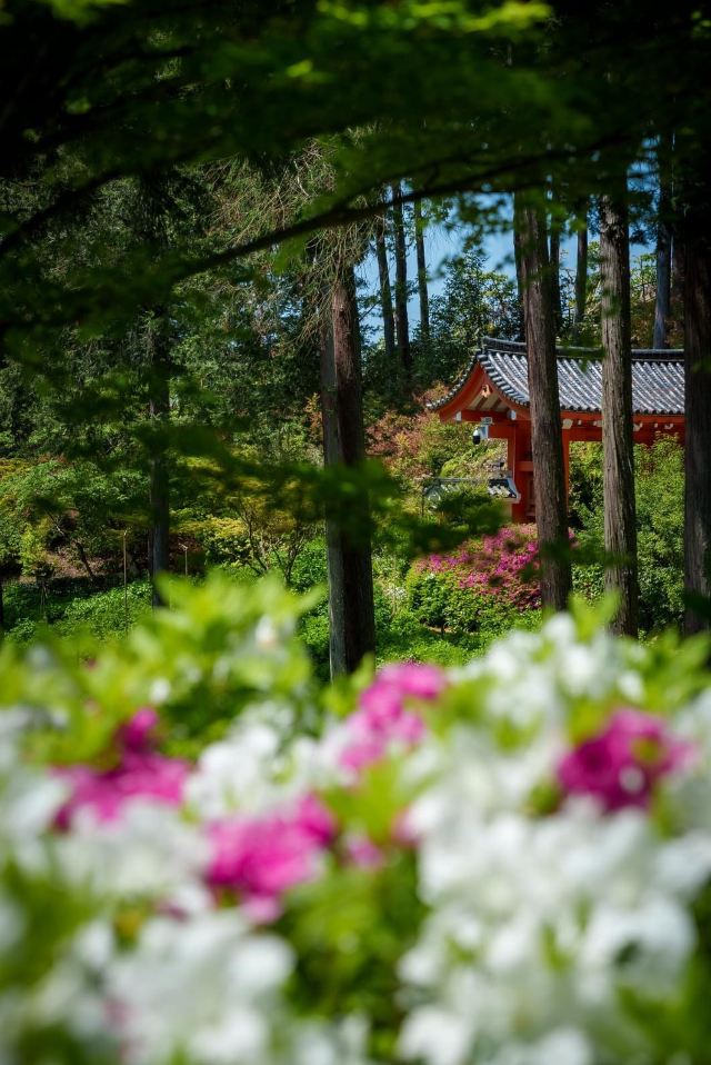 三室戶寺景點 宇治市旅遊評論 旅行指南 Trip Com 三室戶寺景點 宇治市旅遊評論 旅行指南 Trip Com
