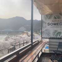 단양으로 떠난 꽃놀이