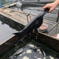 三板溪生态渔村 User Photo