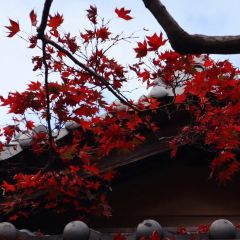 Saryo Housen User Photo