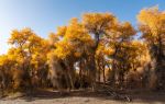 Tarim Populus Euphratica National Forest Park