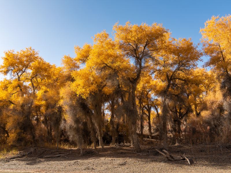 Tarim Populus Euphratica National Forest Park