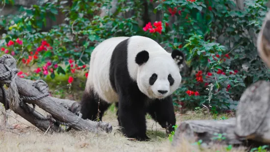 Xiamen Lingling Animal Kingdom