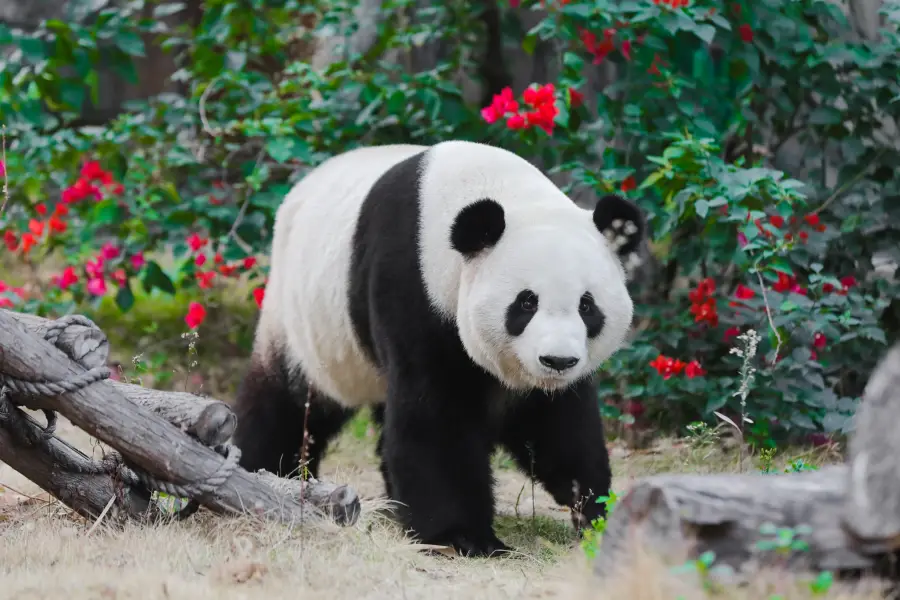 Xiamen Lingling Animal Kingdom