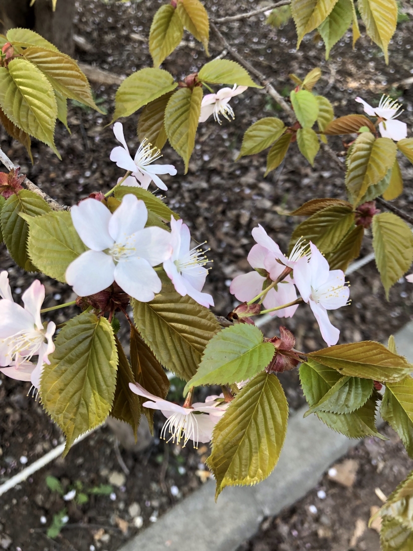 北海道神宮旅遊攻略指南 北海道神宮評論 北海道神宮附近推薦 Trip Com