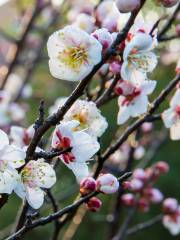 Guishan Plum Garden