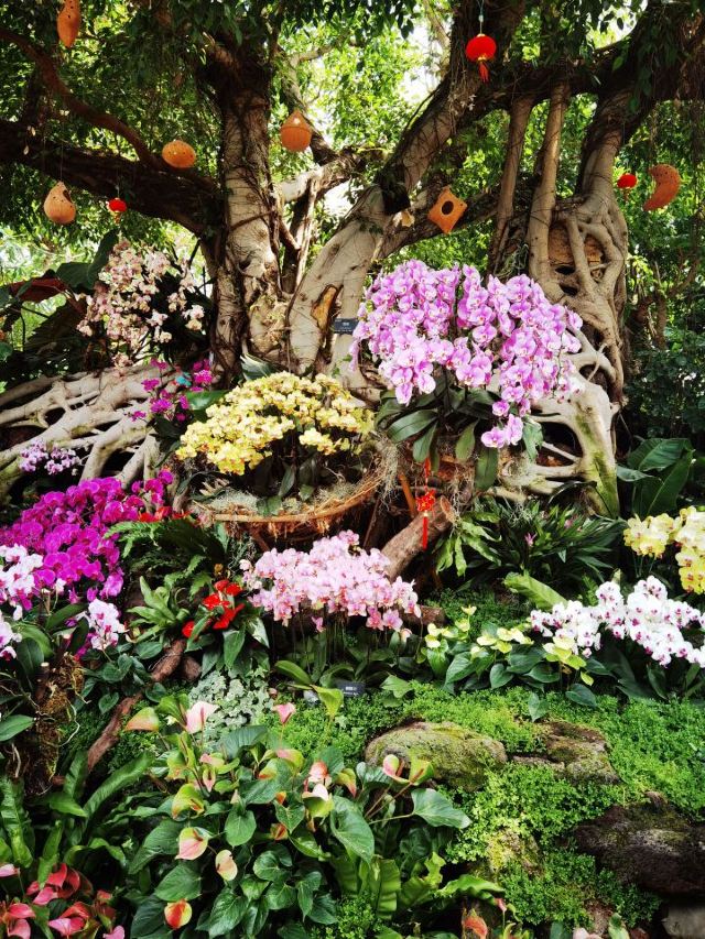 Shanghai Chenshan Botanical Garden
