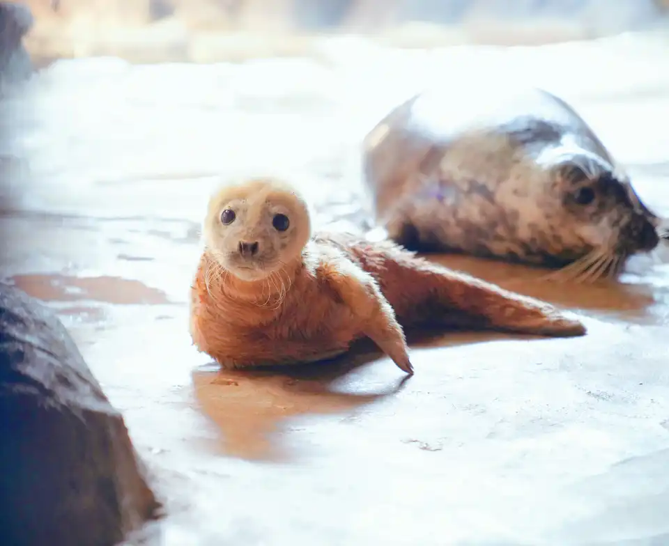 4_Qujiang Polar Ocean Park