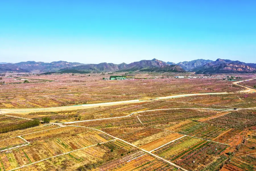 Peach Blossom Sea