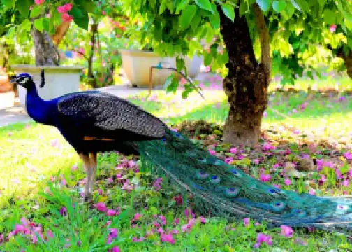 天鵝湖動物基地