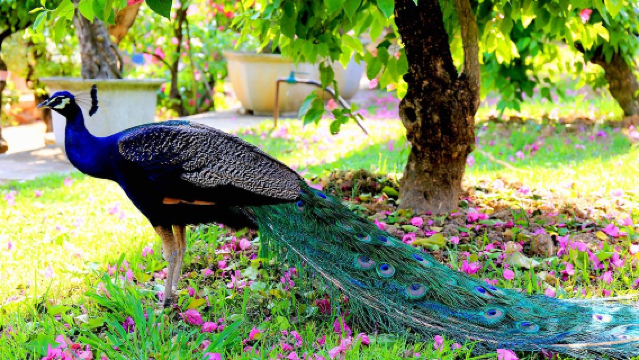 Swan Lake Animal Park