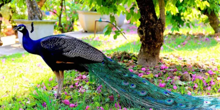 天鵝湖動物基地