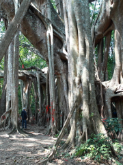 Tong Biguan Relic Site