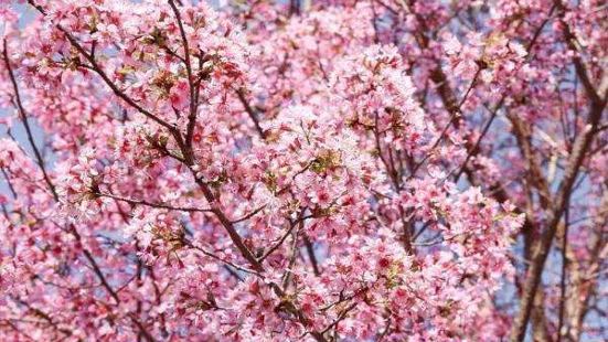 櫻花盛開的季節，到處飄落着櫻花美極了，櫻花公園裡有兒童設施可