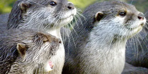 英國倫敦倫敦華納兄弟哈利波特攝影棚+倫敦動物園+倫敦一日遊