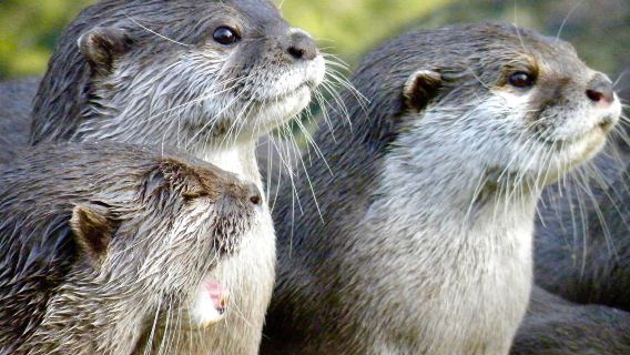 Warner Bros. Harry Potter Studio Tour + London Zoo + London one-day tour in London, UK