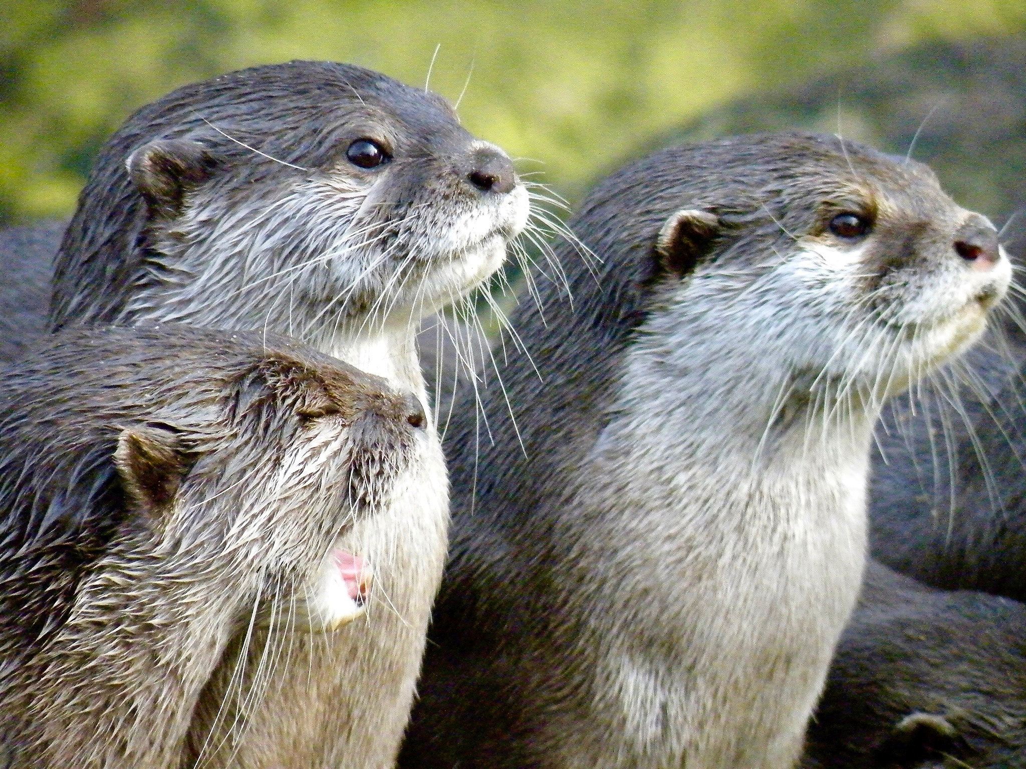 Warner Bros. Studio Tour London + London Zoo + London Day Tour