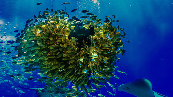 Nanning Polar Ocean World