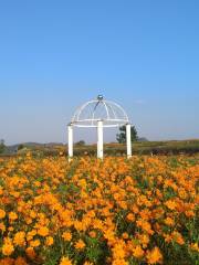 Shenxian (Spirit Fairy) Lake Sea of Flowers