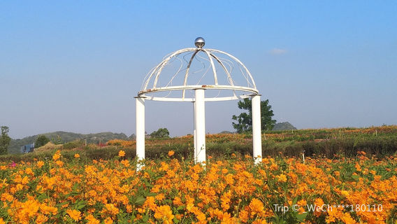 Shenxian (Spirit Fairy) Lake Sea of Flowers