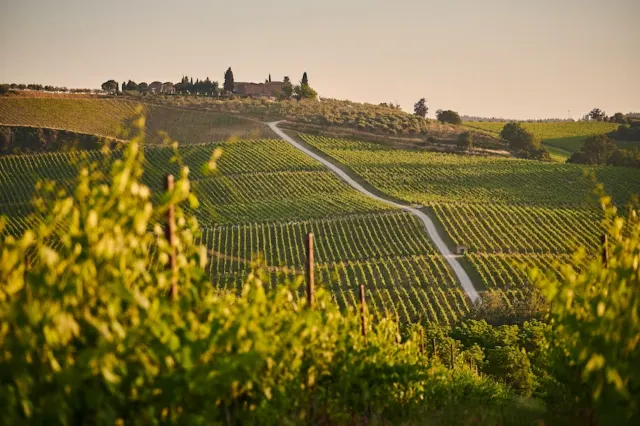 Vue d’ensemble d’un vignoble en Toscane, Italie
