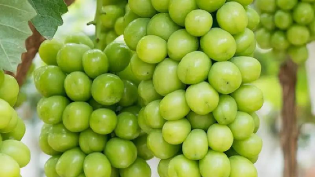 Wufu Farm, Xuchang City