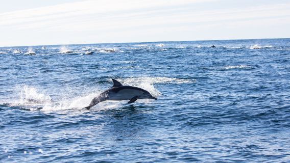 Dolphin Watching on Bohol Island