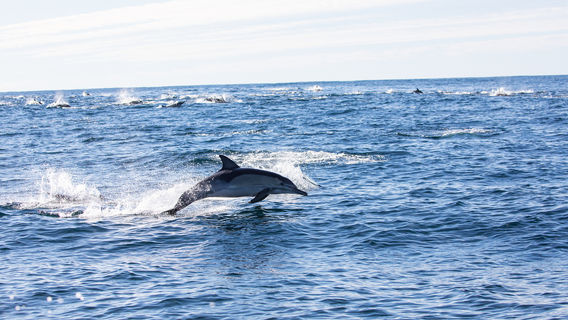 Dolphin Watching in Bohol Island
