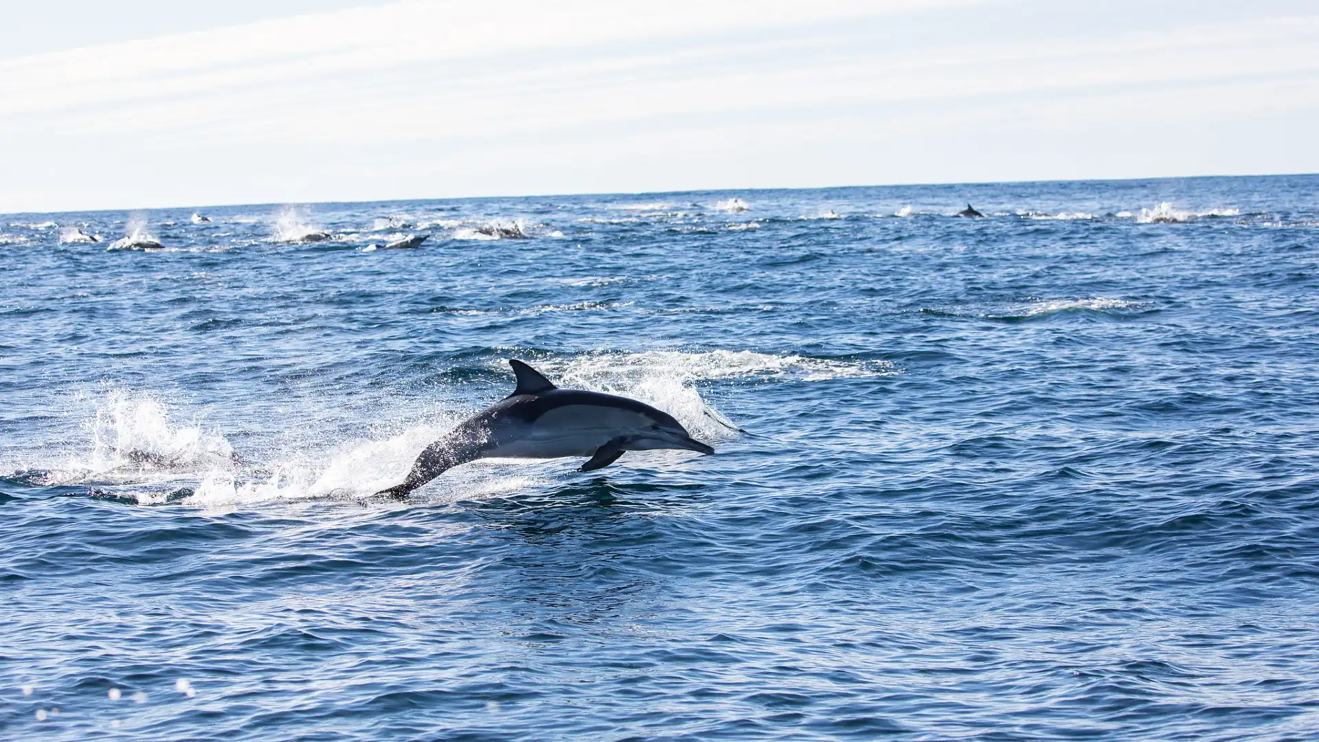 Hotels near Whales In Paradise