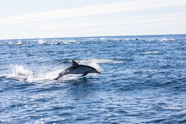 Dolphin Watching on Bohol Island