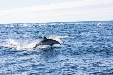 Whales In Paradise