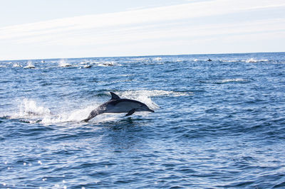 Dolphin Watching on Bohol Island
