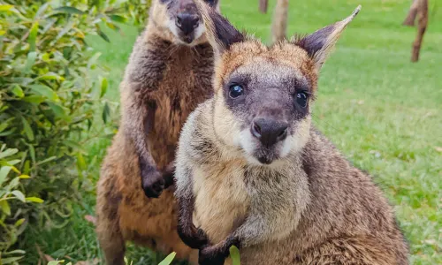 Gorge Wildlife Park