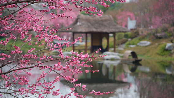 Plum Blossom Viewing in Chengdu
