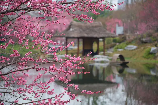 Plum blossom viewing in Chengdu
