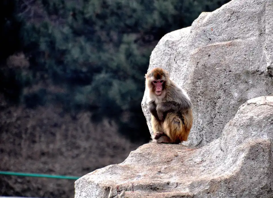 5_Badaling Wildlife World