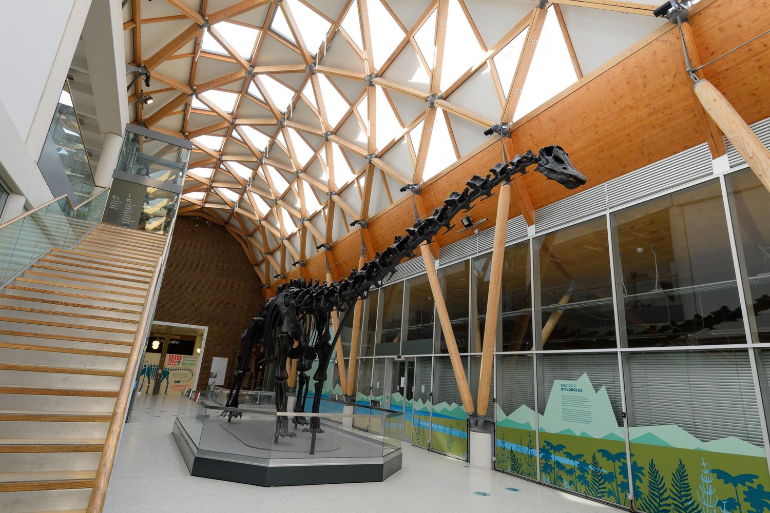 Dippy in Coventry: The Nation&#39;s Favourite Dinosaur | Herbert Art Gallery & Museum